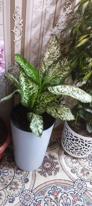 Диффинбахя гулари