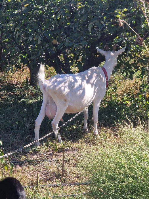 Capra de vanzare