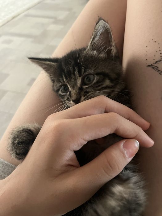 отдам котенка бесплатно