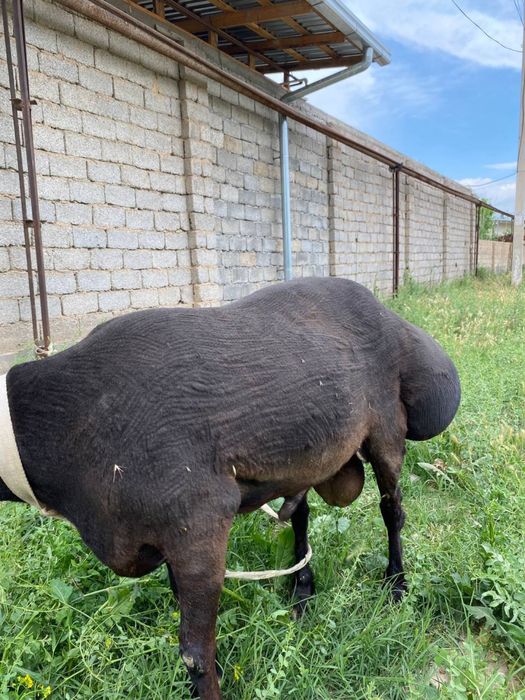Qoy qochqor sotilad 100+ kg