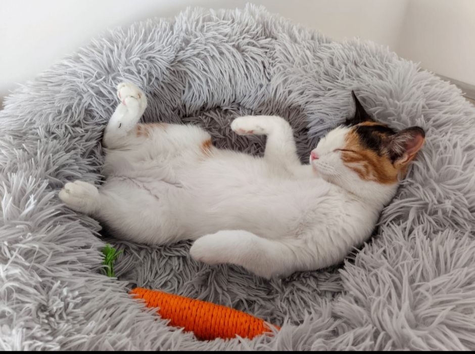 Кошечка в добрые руки