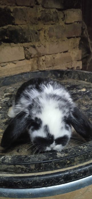 Зайци, френски кочовати