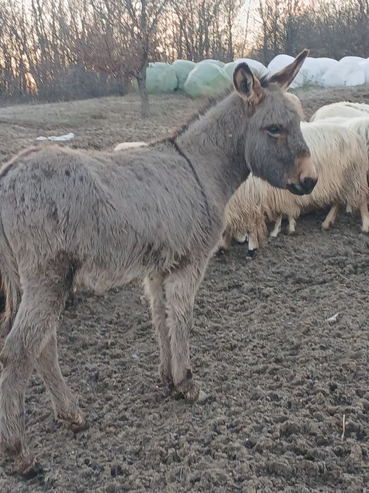Vand puica de magarita