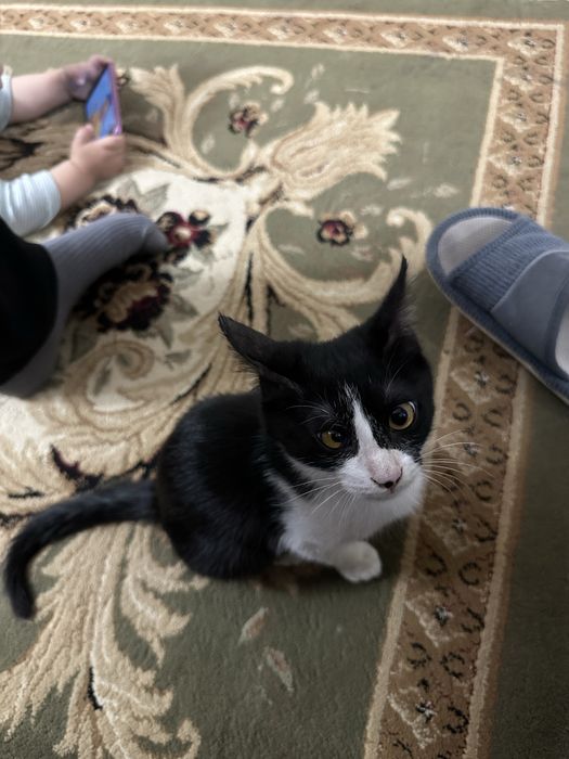 Кошка кошки Кошечка