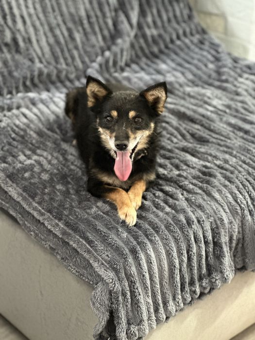 Собаки ищют дом.