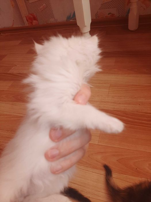 Отдам котят в хорошие руки