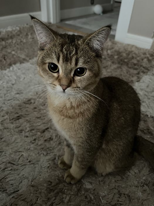 Кошка Золотая шиншилла девочка 1 год