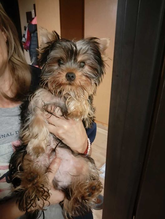 Мини Йорки Йоркширски териер