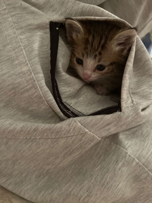 Отдам котят в добрые руки