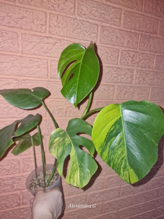 Монстера ауреа  г.Абай