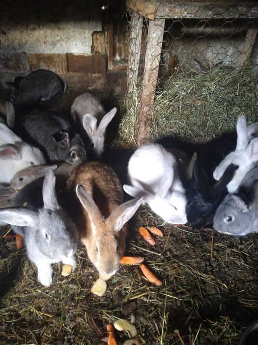 Ofer spre vânzare iepuri