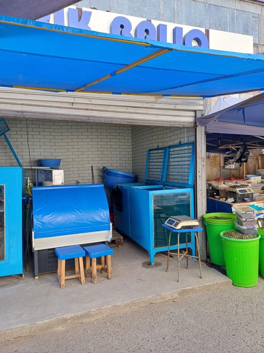 Tirik Baliqlar  Sazan tolstolobik amur pyostri v.h