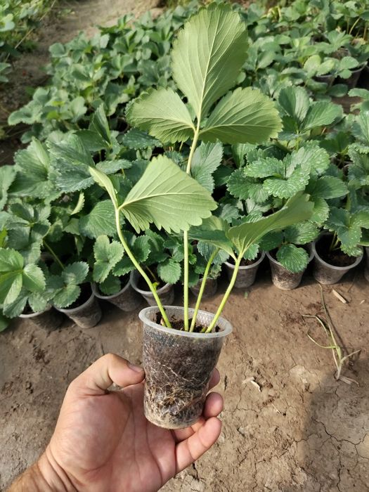 Корейский кулупнай ку́чатлари сотувда