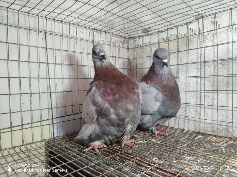Porumbeii mondaini