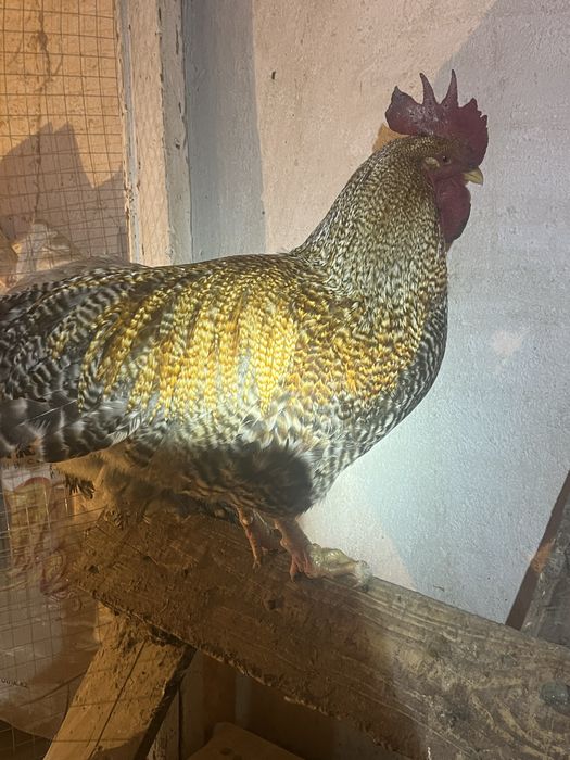 Петух Билефельдер