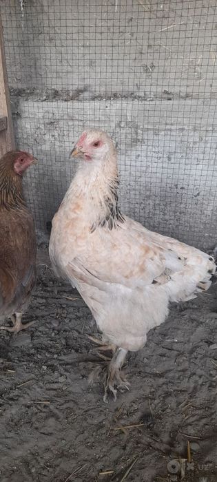 Tovuq, jo'ja va xo'roz tez va arzon  sotiladi