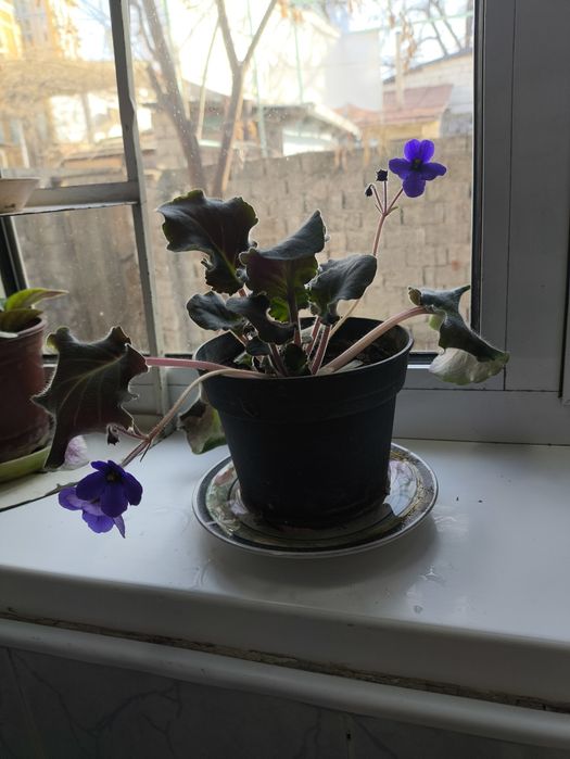 Цветущие фиалки и денежное дерево