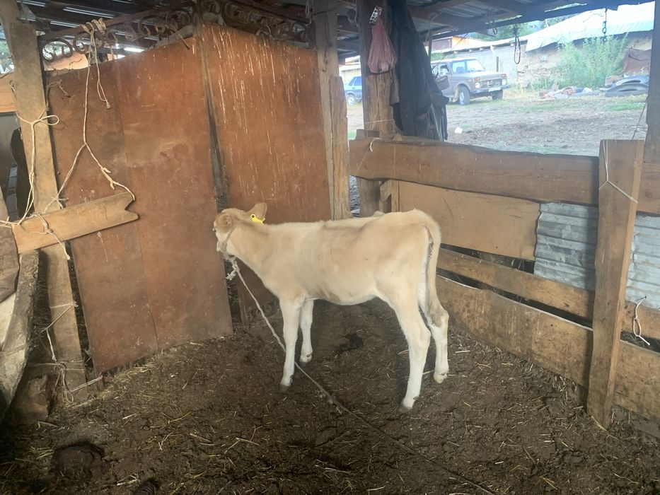 Продам телочку породистая
