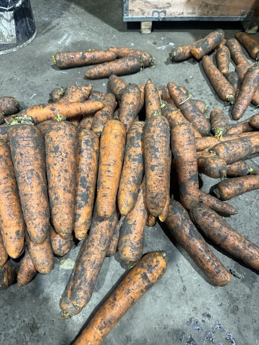 Морковь сорт Боливар