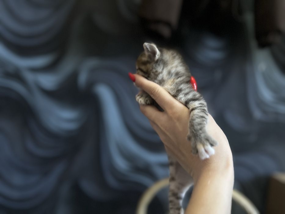 Отдам домашних котят