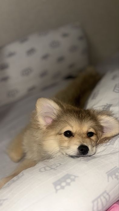 Отдам в доьрые руки немецкого шпица