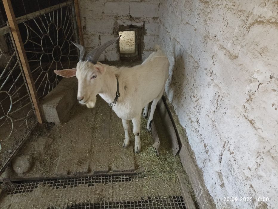 Козлы Нубийские продам