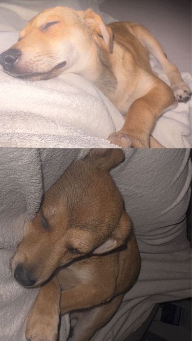 spre adopție cațel talie mică