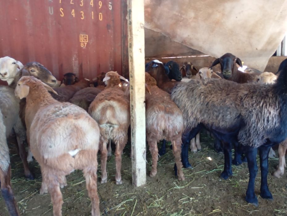 Семиз кой сатылады