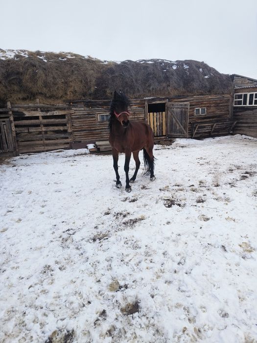 Жеребец будет  6