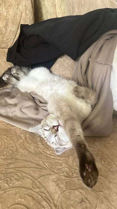 Отдам котика сиамского