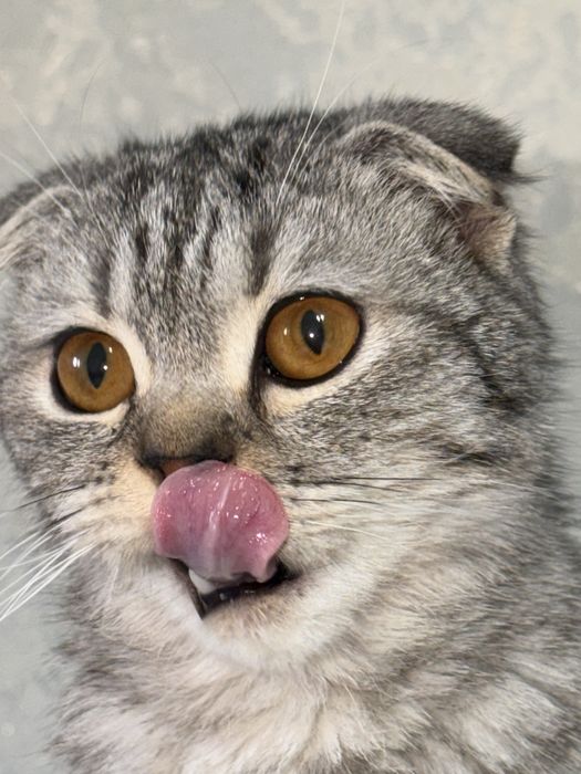 Skotsh fold mushukchamiz sotiladi