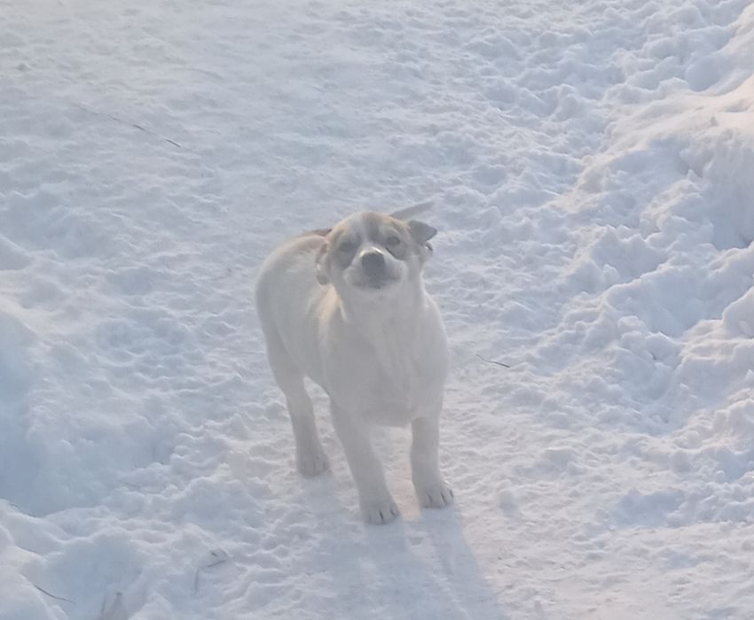 Отдам щенков, девочки