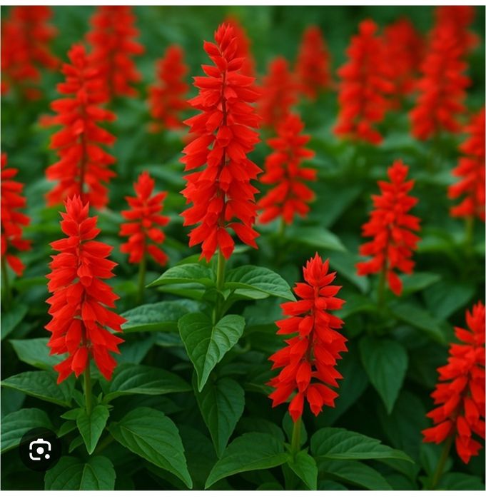 Семена своих цветов