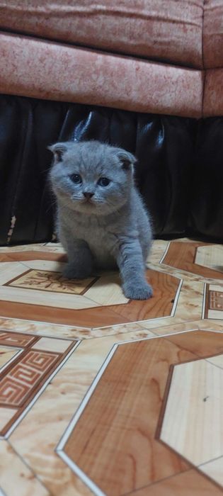 Продам  котят, британцы. Мальчики.
