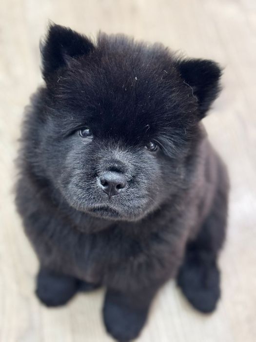 Милые мишки ЧАУ-ЧАУ