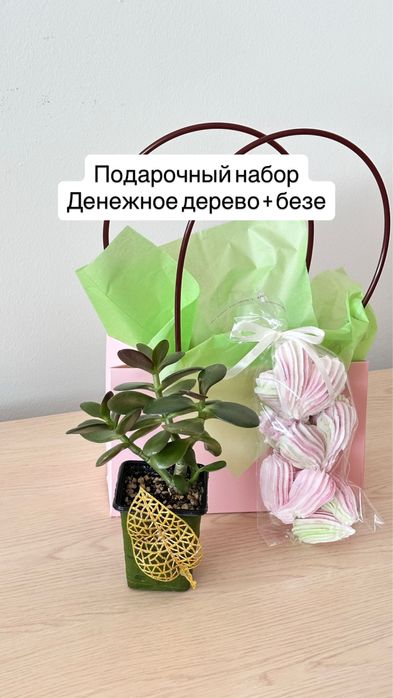 Денежное дерево, крассула хоббит