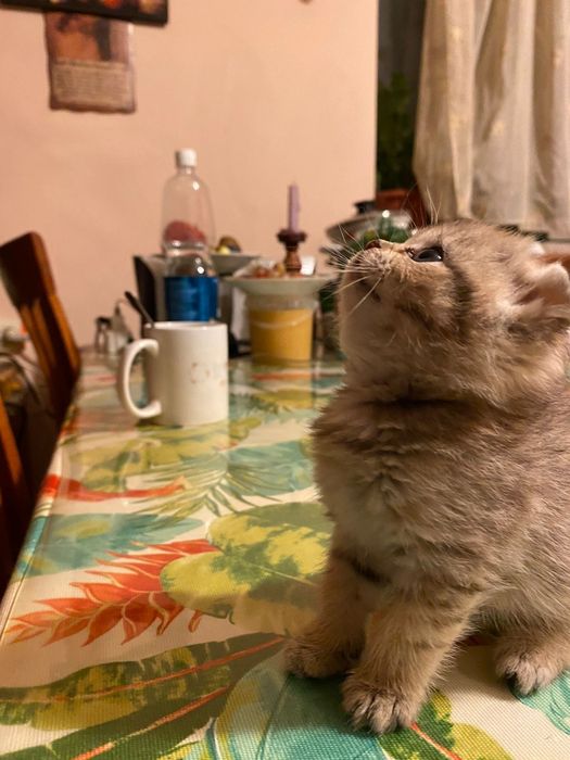 Котенок Золото шиншилла