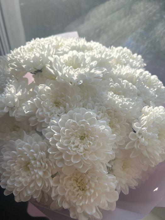 Цветы свежие хризантемы