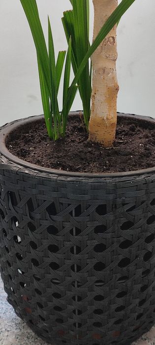 Ficus Benjamin aprox 2,5 m