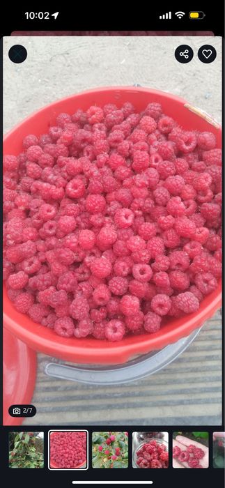 Продам малину сладкая