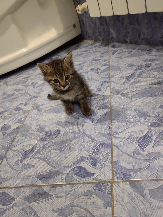 Кошки хорошие домашние
