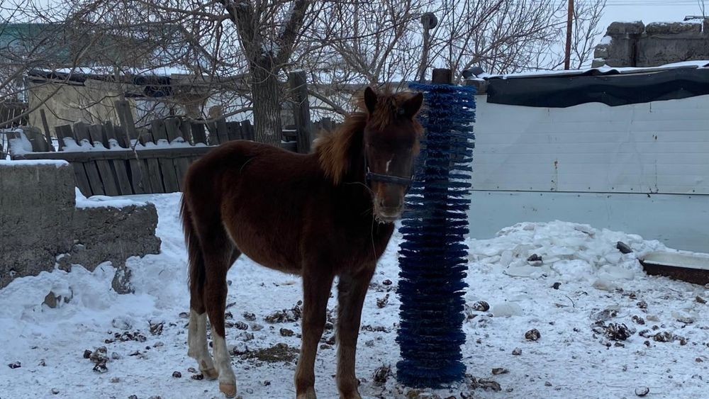 Жабагы сатылады.