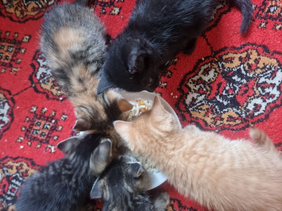 Mushukchalar: 5ta. Uy ovqati bilan boqyabmiz. Hammasi sog'lom.