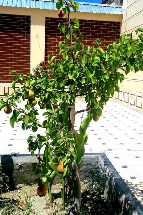 Участка сотилади. Шахар марказида тайёр ва шинам