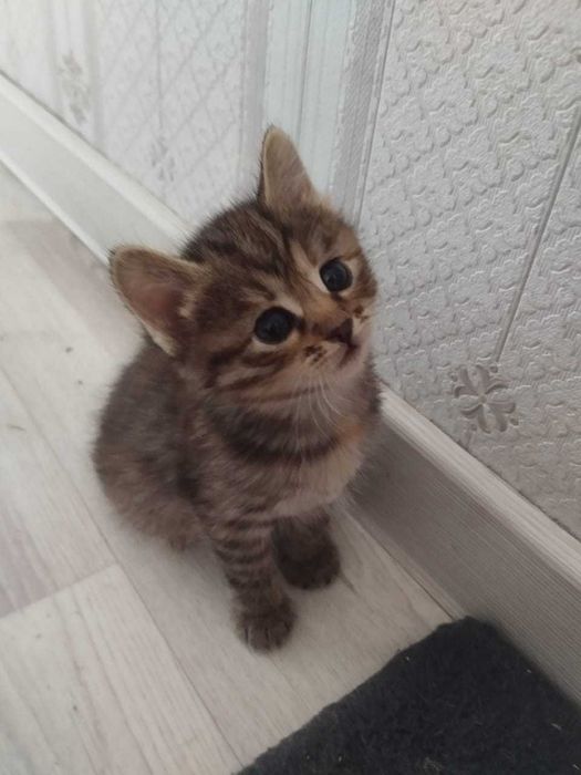 Котята (девочки) ищут дом