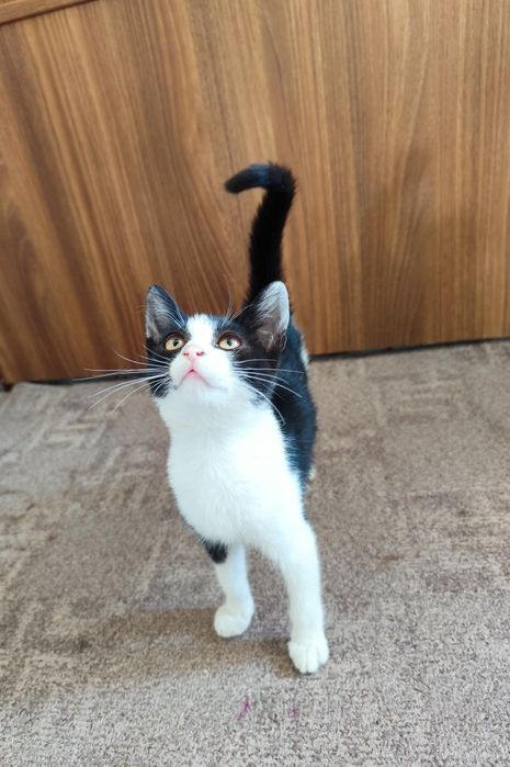 Adopție pisicuțe și pisoi