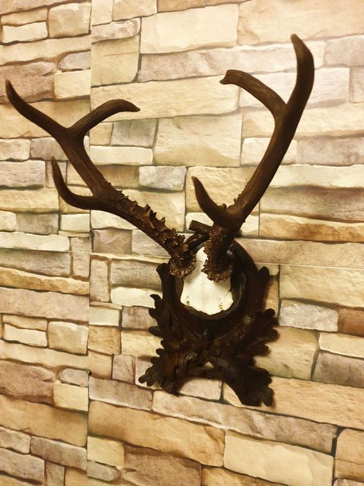 Caprior siberian ( cerb, mistret, lopatar )