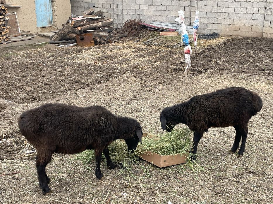 2 саулык 160 калада тур