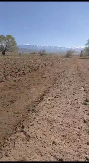 Услуги трактора почвофреза доминатор плуг