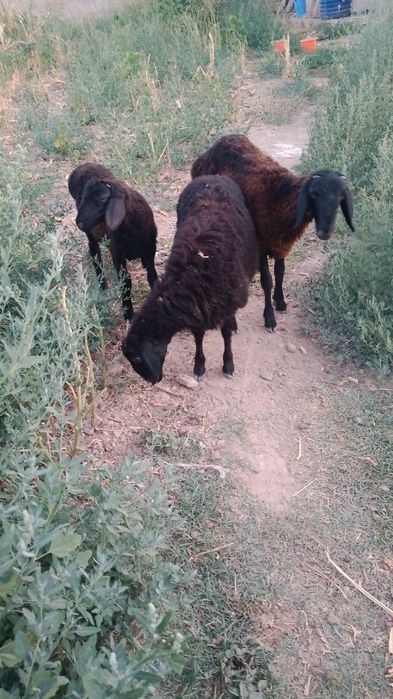 Qo'y qo'chqor sotiladi